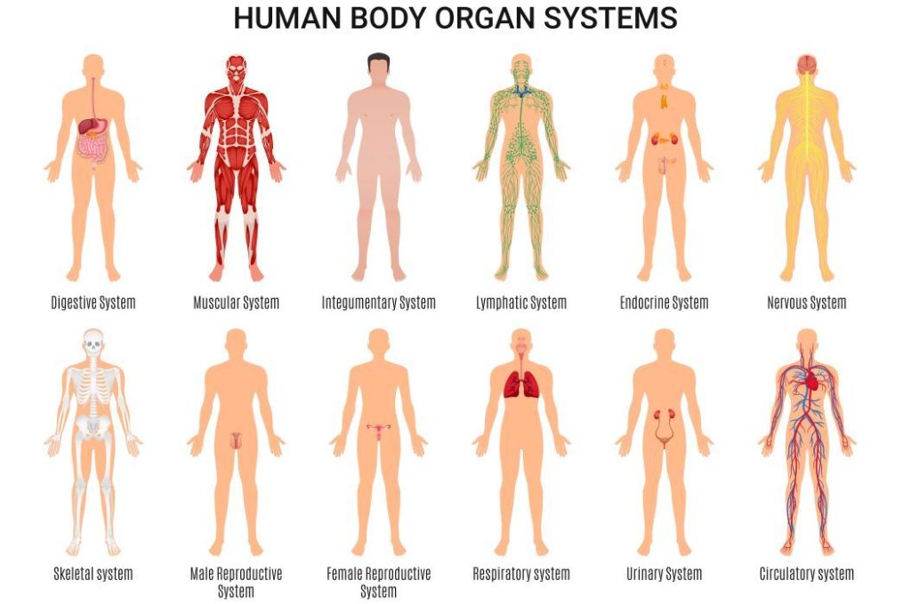 Sistem Organ Manusia